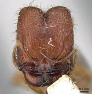 Image of Pheidole longiceps Mayr 1876