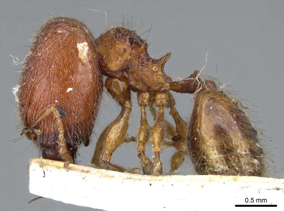 Image of Pheidole longiceps Mayr 1876