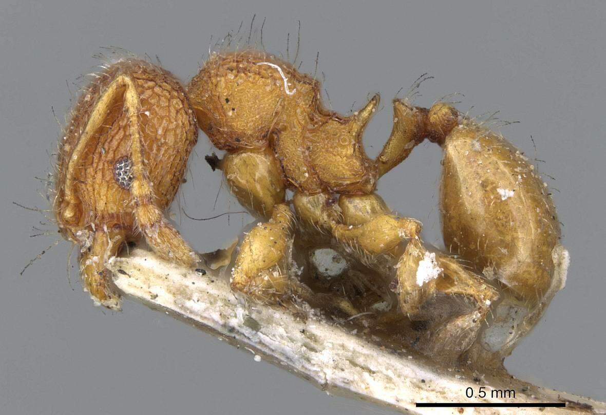 Image of Pheidole longiceps Mayr 1876