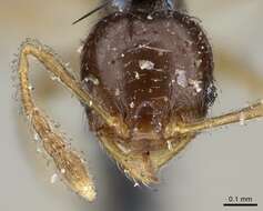 Image of Pheidole umbonata Mayr 1870