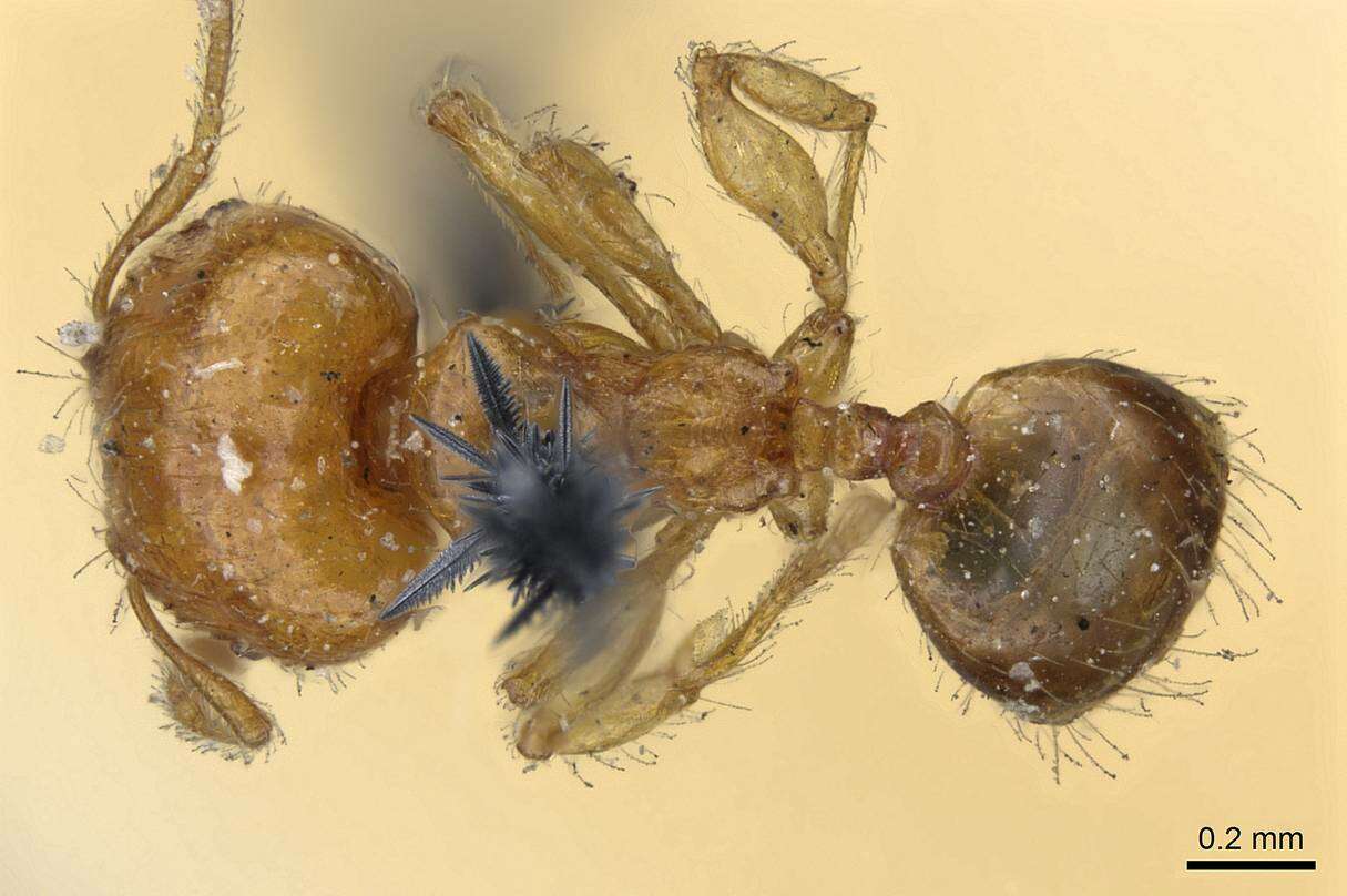 Image of Pheidole umbonata Mayr 1870