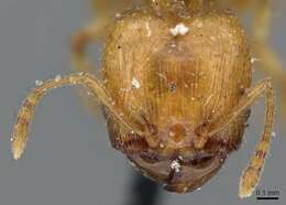 Image of Pheidole umbonata Mayr 1870