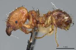 Image of Pheidole variabilis Mayr 1876