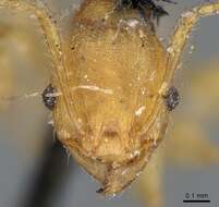 Image of Pheidole variabilis Mayr 1876