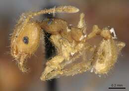 Plancia ëd Pheidole variabilis Mayr 1876