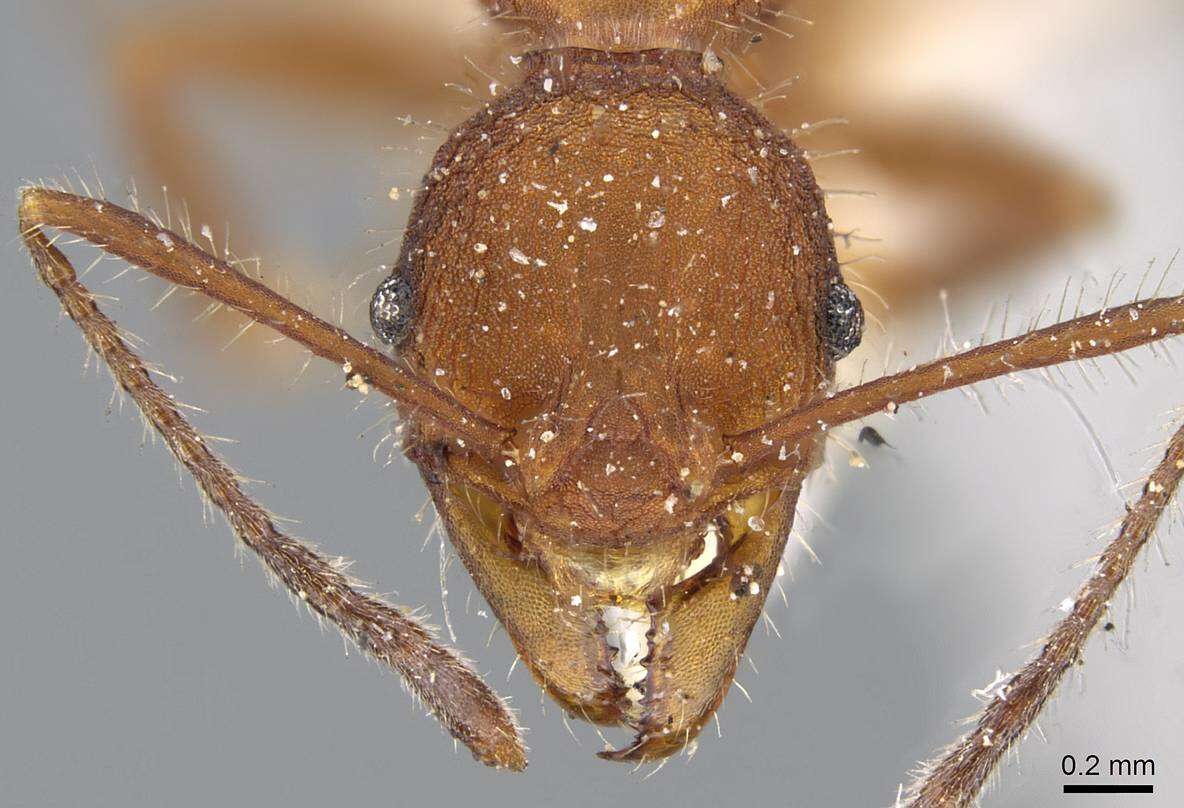 Image of Pheidole vorax (Fabricius 1804)