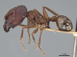 Image of Pheidole vorax (Fabricius 1804)