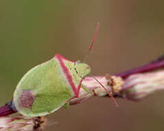 Image of Red-shouldered Stink Bug