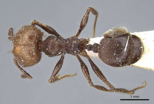 Image of Pheidole impressa Mayr 1870