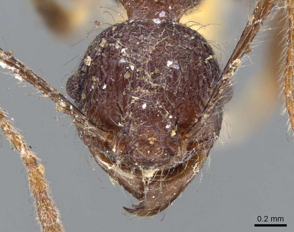 Image of Pheidole ursus Mayr 1870