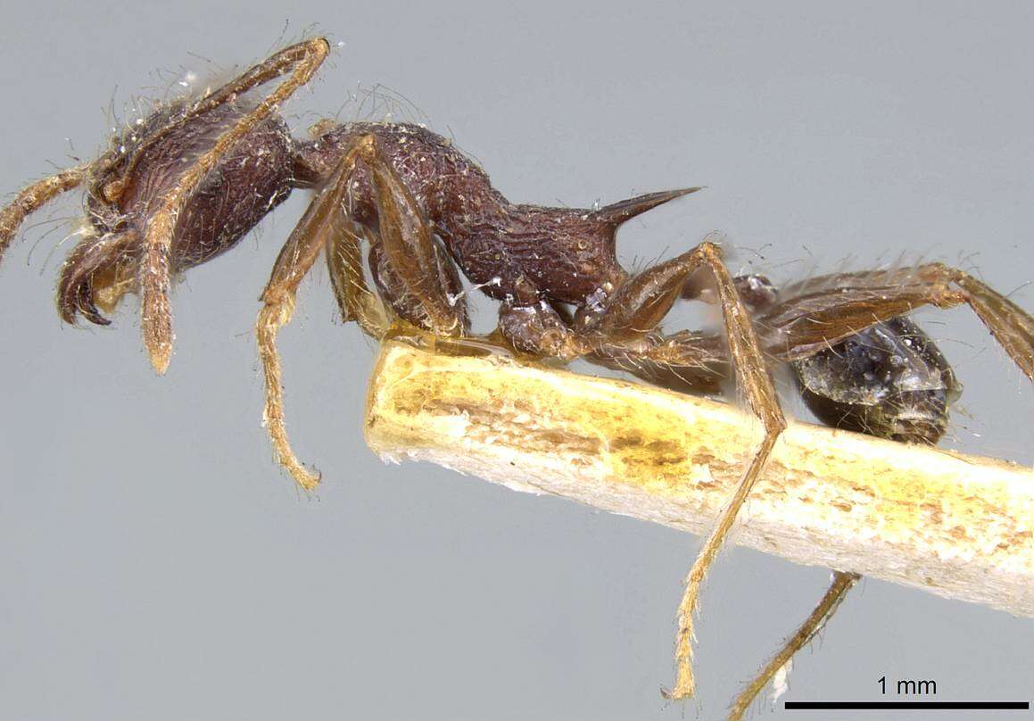 Image of Pheidole ursus Mayr 1870