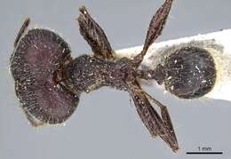 Image of Pheidole ursus Mayr 1870