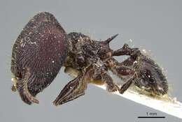 Image of Pheidole ursus Mayr 1870