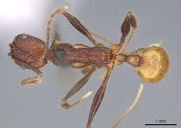 Image of Aphaenogaster lamellidens Mayr 1886