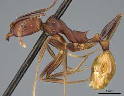 Image of Aphaenogaster lamellidens Mayr 1886