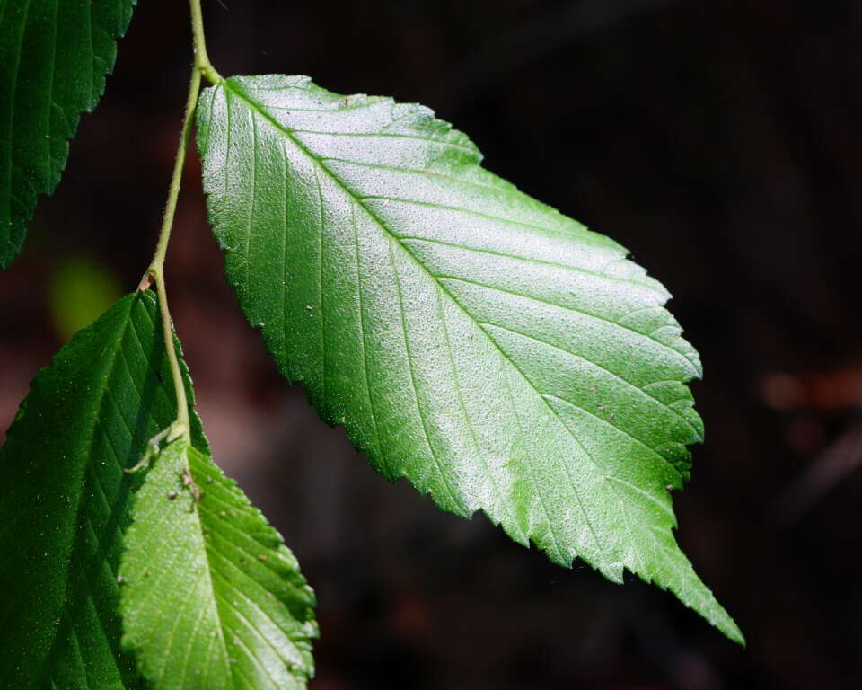 Image of American elm