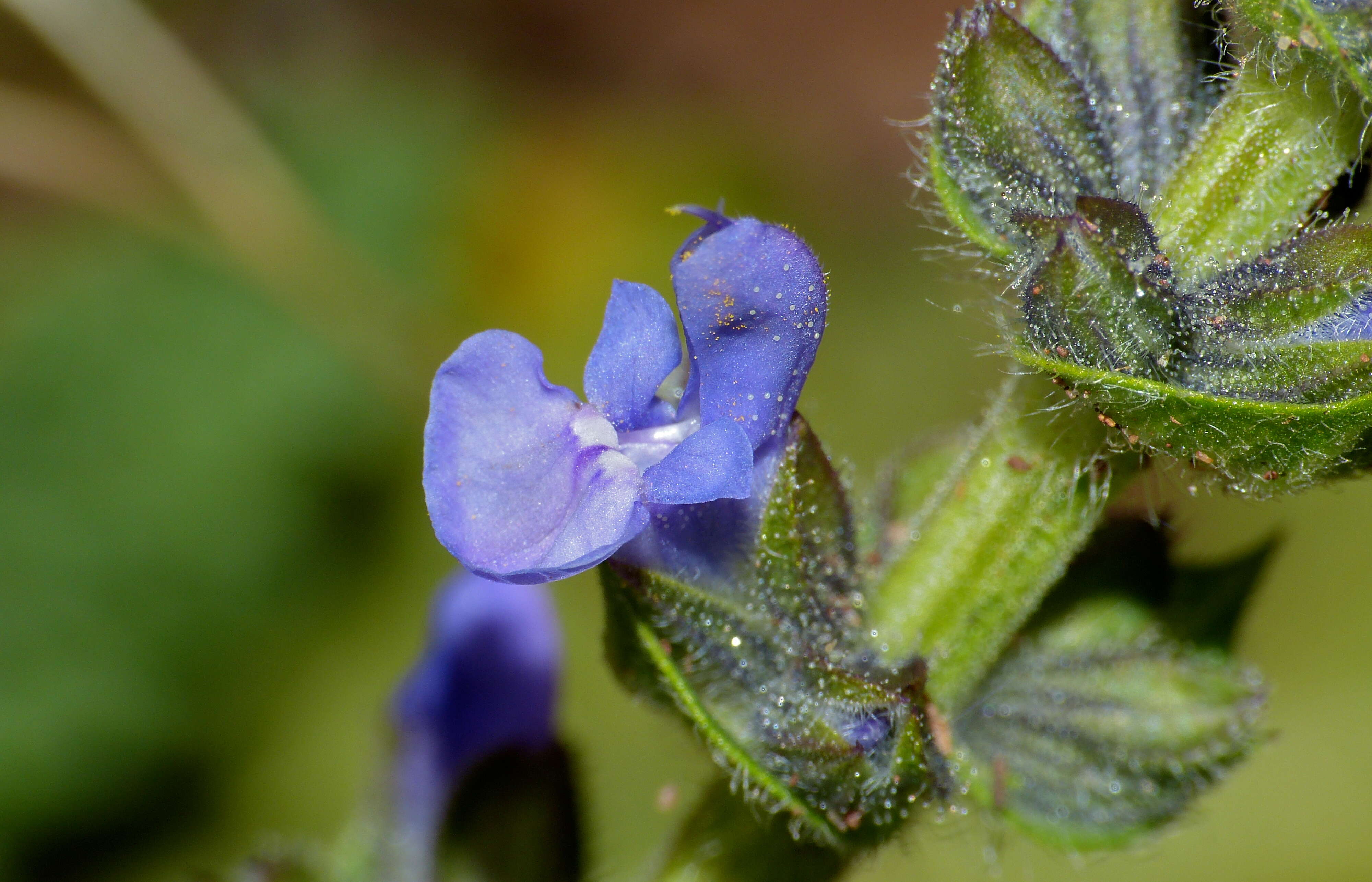 Image of verbena sage