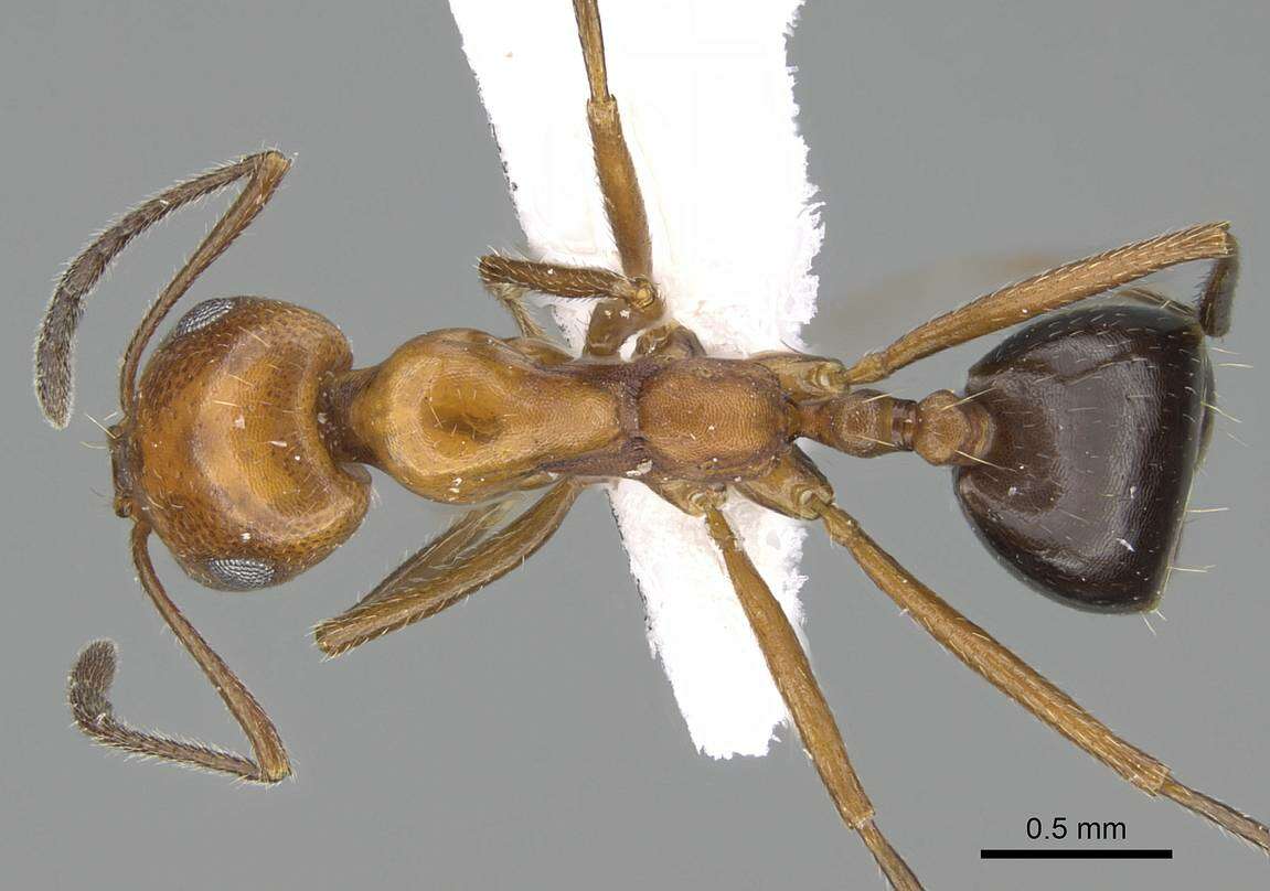 Image of Monomorium