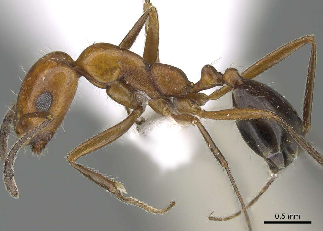 Image of Monomorium