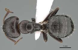 Plancia ëd Camponotus ilgii Forel 1894