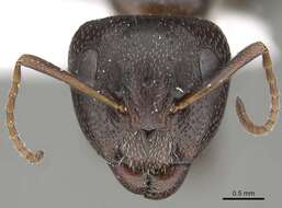 Image of Camponotus ilgii Forel 1894