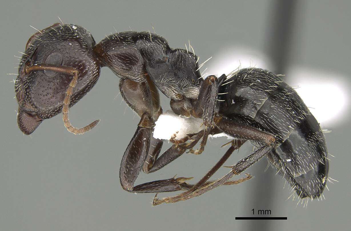 Plancia ëd Camponotus ilgii Forel 1894