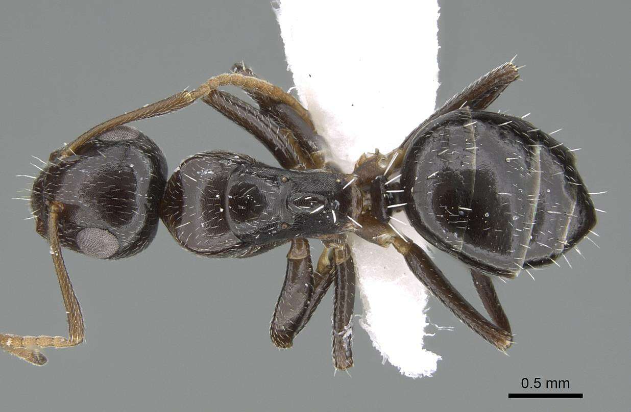 Image of Camponotus ilgii Forel 1894