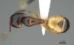 Image of Camponotus atlantis Forel 1890