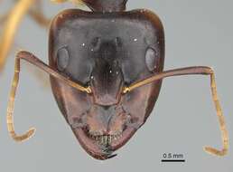 Image of Camponotus atlantis Forel 1890