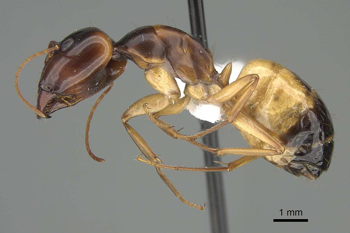 Image of Camponotus atlantis Forel 1890