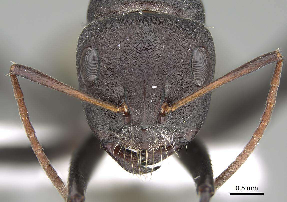 Image of Camponotus sericeus (Fabricius 1798)