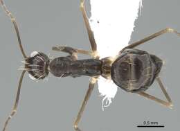 Image of Crazy Ant