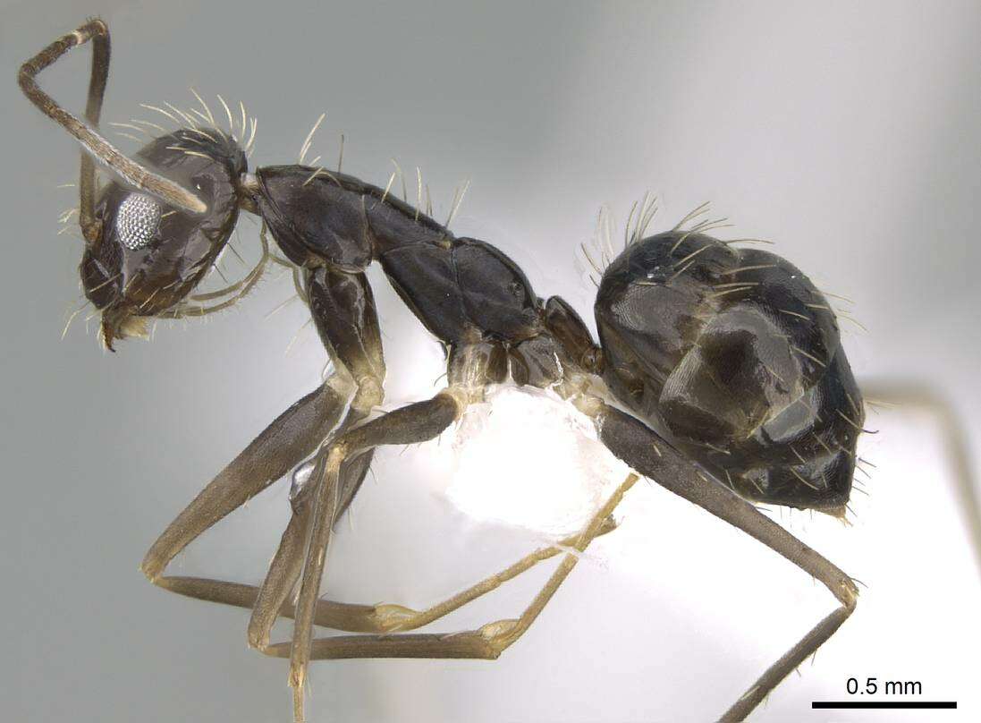 Image of Crazy Ant