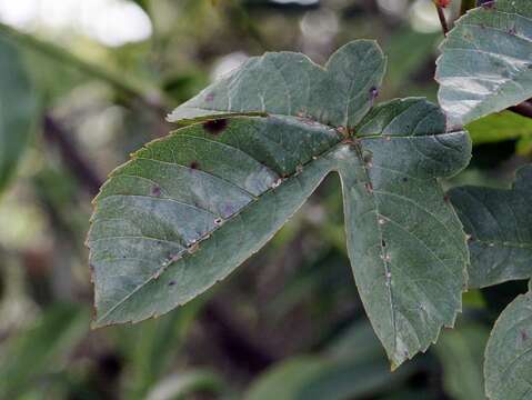 Imagem de Cochlospermum vitifolium (Willd.) Spreng.