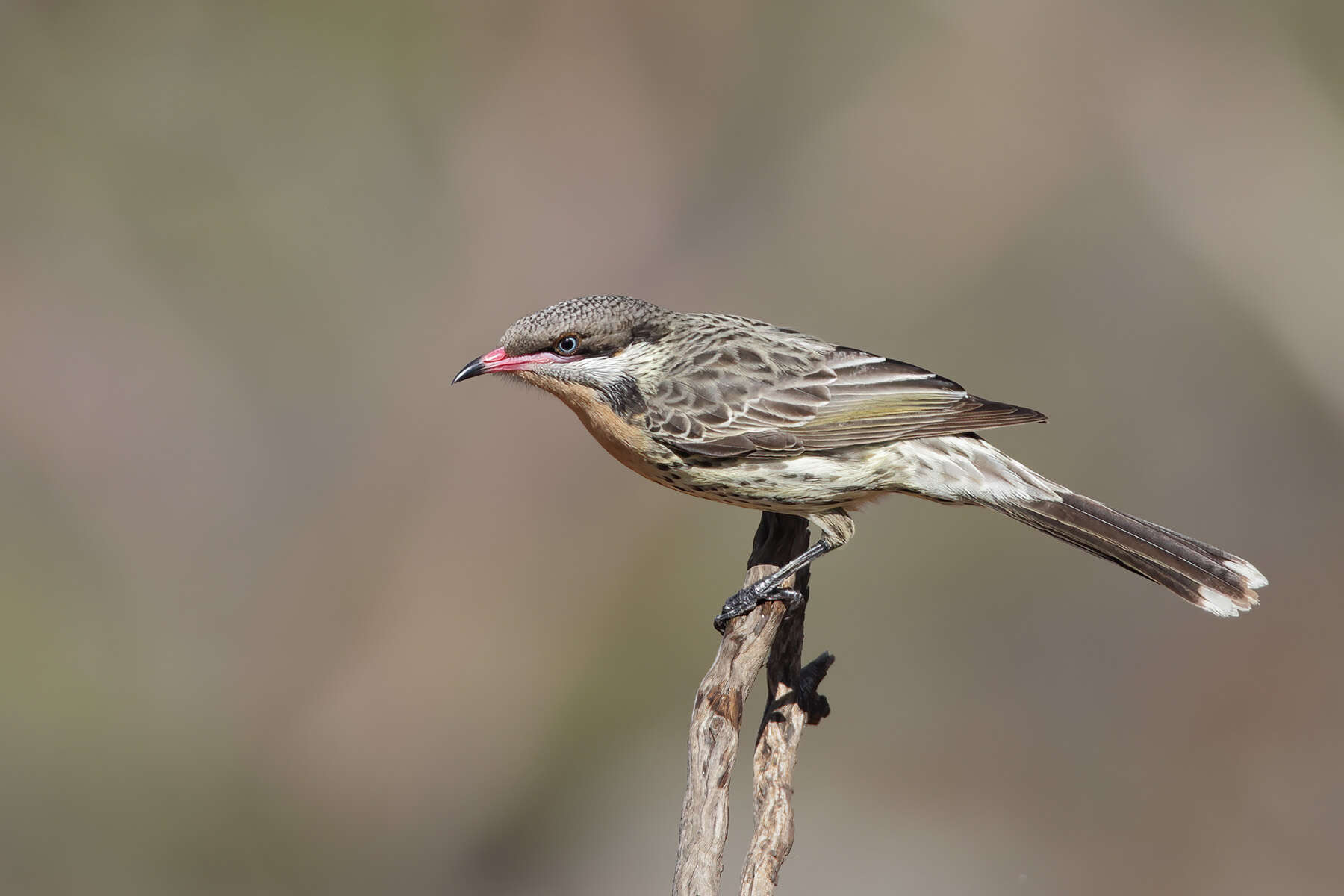 Image of Acanthagenys Gould 1838