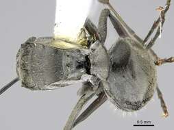 Image de Polyrhachis carbonaria Smith 1857