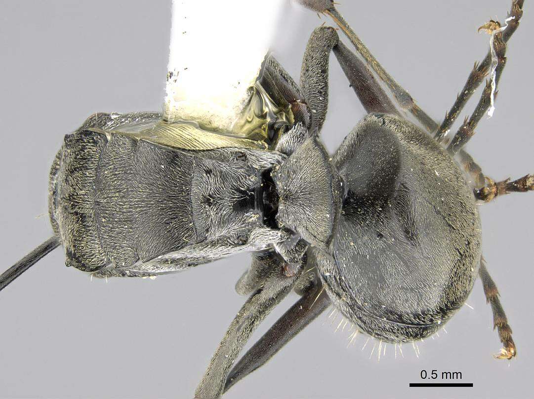 Image de Polyrhachis carbonaria Smith 1857