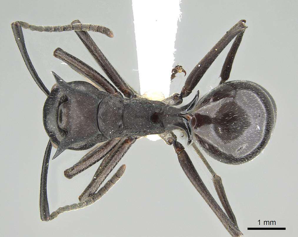 Image of Polyrhachis craddocki Bingham 1903