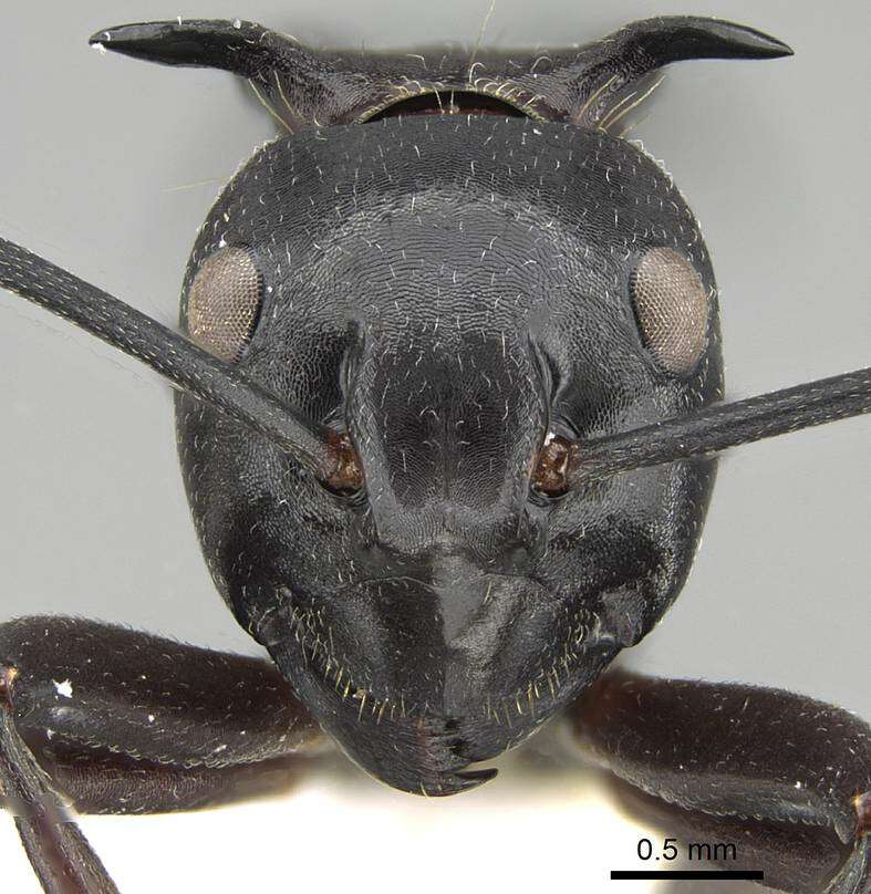 Image of Polyrhachis craddocki Bingham 1903