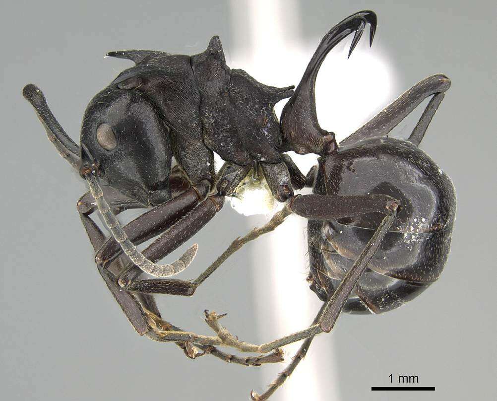 Image of Polyrhachis craddocki Bingham 1903