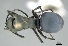 Image of Polyrhachis cyaniventris Smith 1858