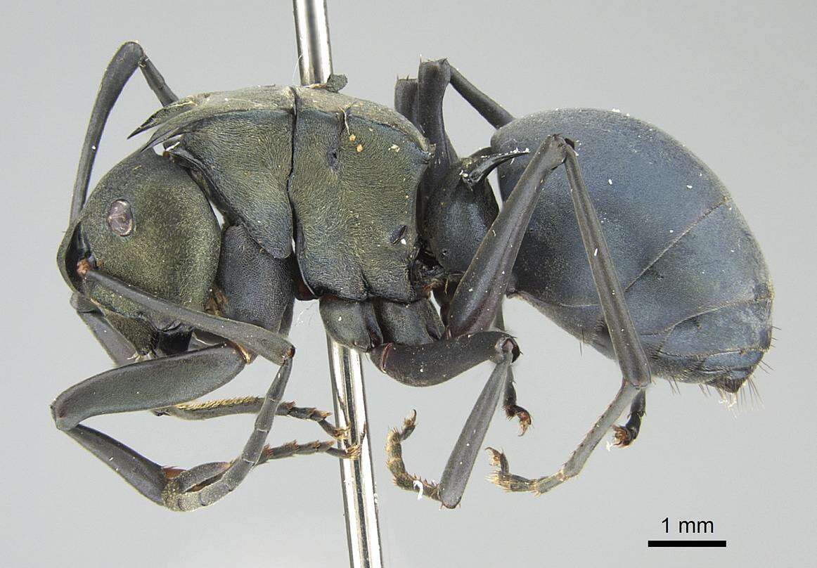 Image of Polyrhachis cyaniventris Smith 1858