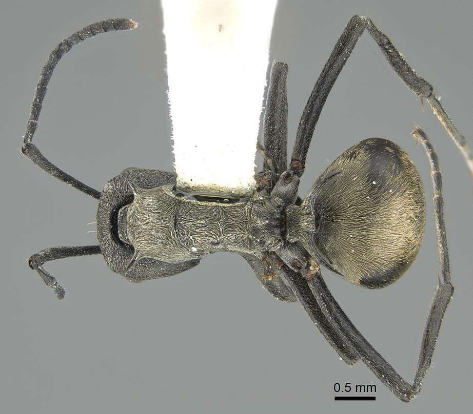 Image of Polyrhachis diotima Forel 1911