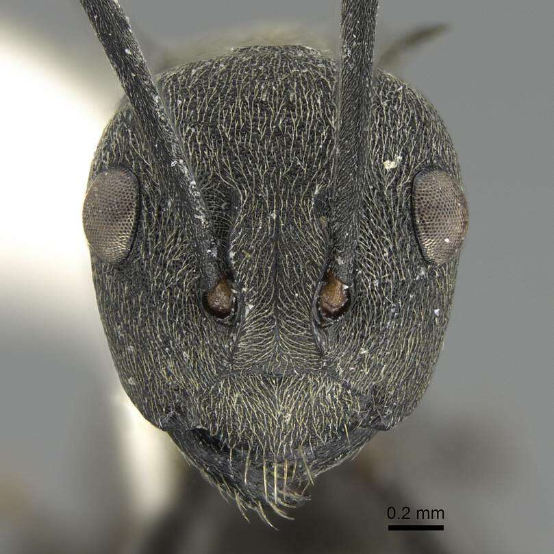 Image of Polyrhachis diotima Forel 1911