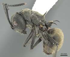 Image of Polyrhachis diotima Forel 1911