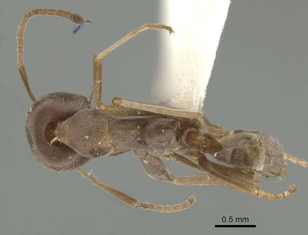 Image of Iridomyrmex anceps (Roger 1863)