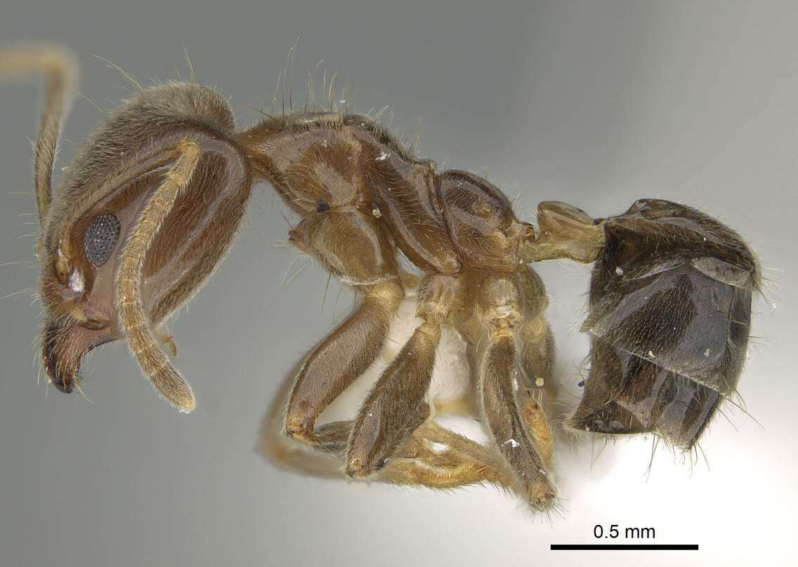 Image of Philidris myrmecodiae (Emery 1887)