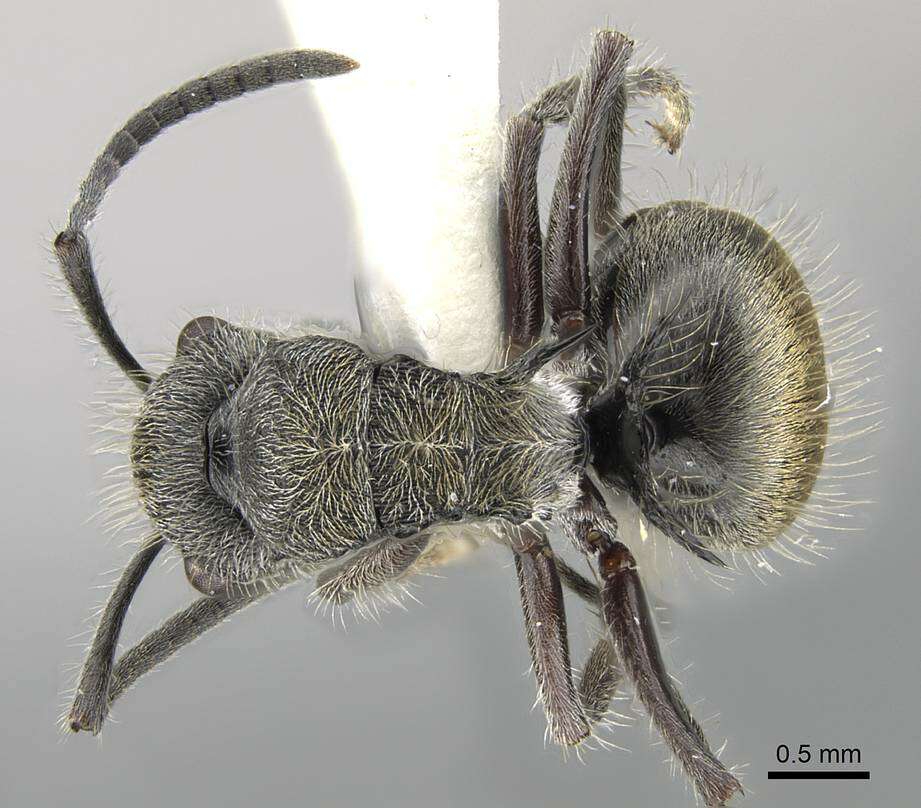 Plancia ëd Polyrhachis arcuata (Le Guillou 1842)