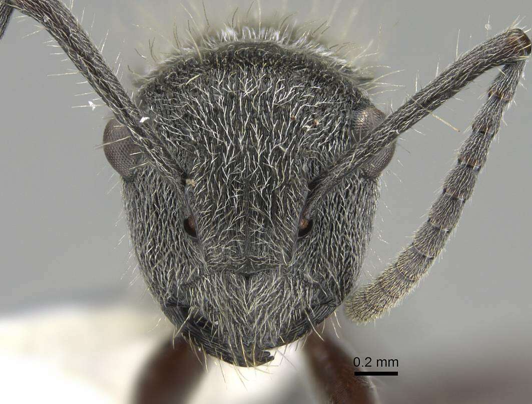 Plancia ëd Polyrhachis arcuata (Le Guillou 1842)