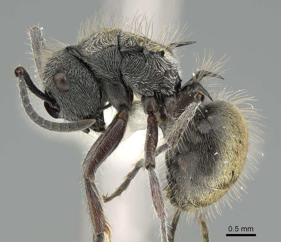 Plancia ëd Polyrhachis arcuata (Le Guillou 1842)